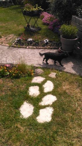 a cat walking on a path in a garden at petit chez soi dans mon petit chez moi in Biganos
