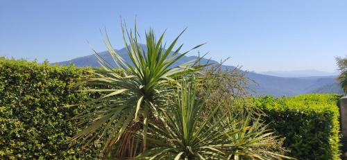 a palm tree in a garden with mountains in the background at Loup Castel Boutique Hotel B&B in Le Bar-sur-Loup