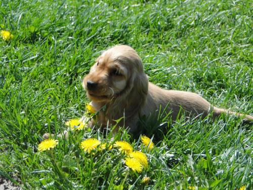 a brown dog laying in the grass with yellow flowers at Wioska pod Kogutem in Krępa