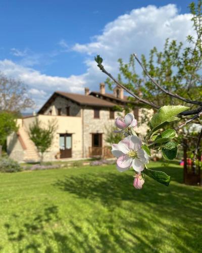 a branch of a tree with pink flowers in front of a house at Domus Laetitiae Santa Croce in Gualdo Tadino