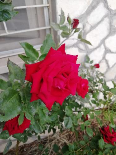 Сад в Il Roseto