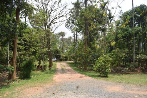 a dirt road in the middle of a forest at 3 Hills Hostel in Wayanad
