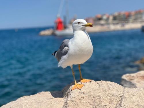 Studio Piran