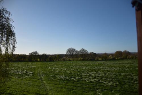 a field of white flowers in a field at The Annexe Headcorn in Headcorn