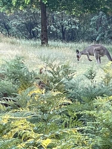a kangaroo standing in a field of plants at Himalayinn in Merrijig