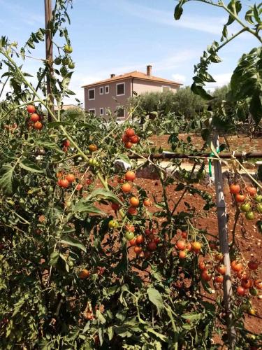 a bunch of oranges growing in a garden at Apartments Bakša in Kanfanar