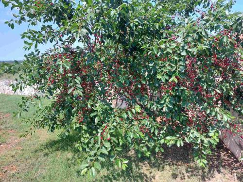 a tree with lots of cherries growing on it at Apartments Bakša in Kanfanar