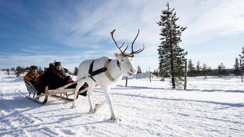a reindeer pulling a group of people in a sleigh at Heteranta, Lake Inari / Inarijärvi in Inari