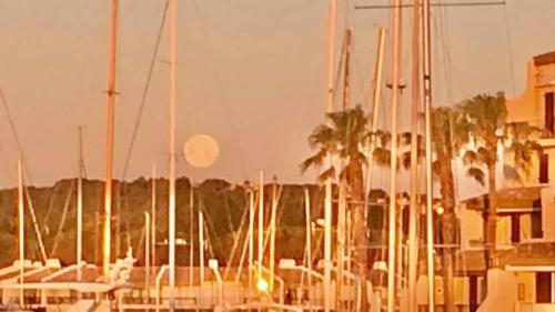 a group of boats docked in a harbor with palm trees at Petit Cocon magnifique vue sur Marina dans le golfe de Saint Tropez in Cogolin