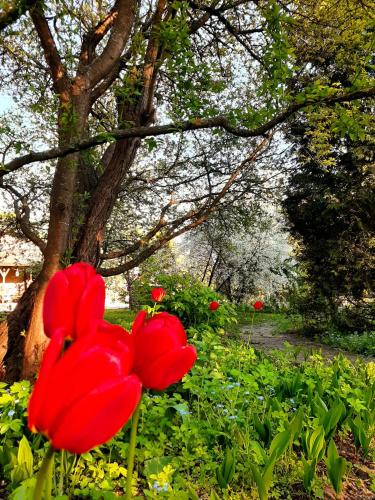 a red flower in front of a tree at Champêtre Park View Apartments in Rīga