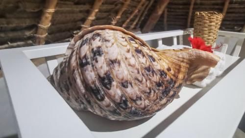 a large shell of an acorn on a shelf at Villa Malaika in Jambiani