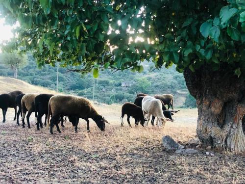 Imagen de la galería de casa de Castelo Mendo, en Castelo Mendo