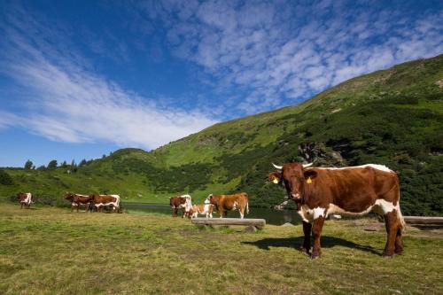 a herd of cows standing in a field near a body of water at Holzboxen Planneralm in Planneralm