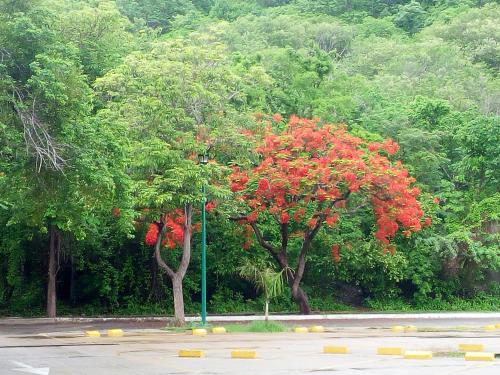 un árbol con flores rojas al lado de una calle en Camino al Mar en Santa Cruz - Huatulco
