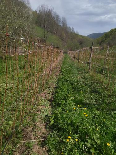 a field with a fence and a field with yellow flowers at Seosko Domacinstvo Rijeke in Beran Selo