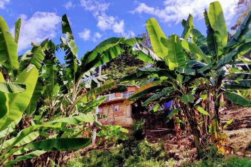 a house in the middle of a banana plantation at Posada Lu.Lu in Choachí