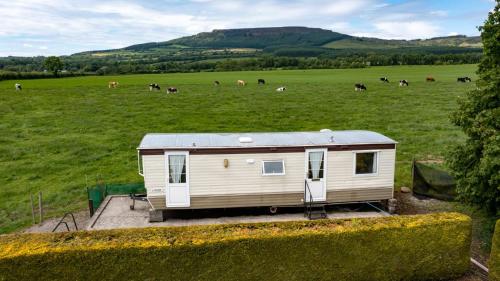 ein kleiner Anhänger auf einem Feld mit Kühen auf einem Feld in der Unterkunft DEVIL'S BIT accommodation in Killea