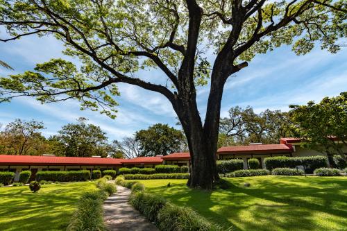 uma árvore no meio de um campo com um edifício em Hacienda Guachipelin Volcano Ranch Hotel & Hot Springs em Liberia