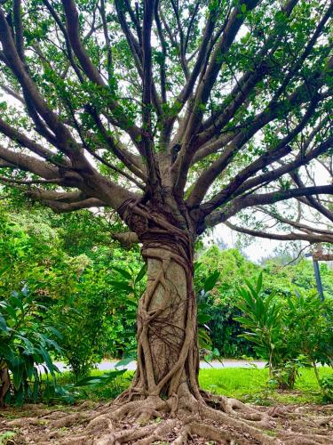 Taman di luar 読谷目黒や