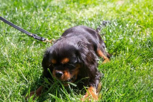 a dog on a leash laying in the grass at Old fisherman's house on barkes - pet and family friendly in Lakes Entrance