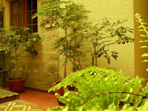 a group of potted plants in a room at Hotel La Posada de Ugarte in Arequipa