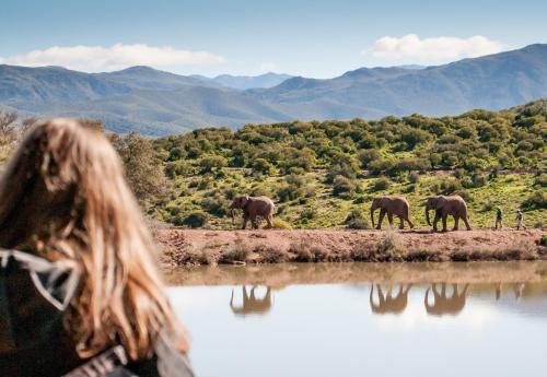 Fotografie z fotogalerie ubytování Buffelsdrift Game Lodge v destinaci Oudtshoorn