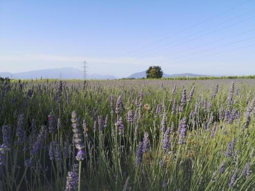 a field of purple flowers in a field of grass at AGRITURISMO COLOMBARE TEBOI in Lazise