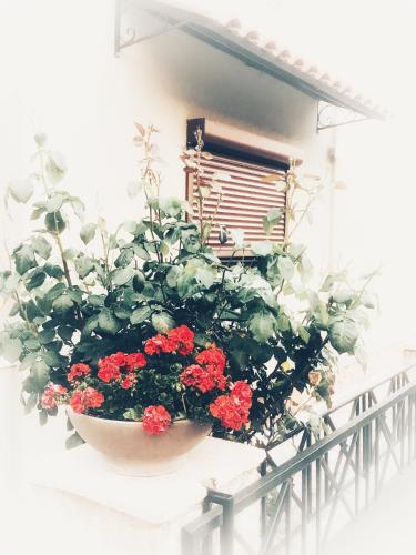 a potted plant sitting on a window ledge at Eva's apartment in Plataria