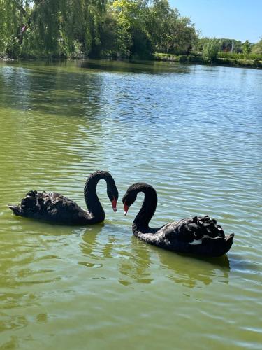 two black swans in the water making a heart at Paradijs Eiland in Hillegom