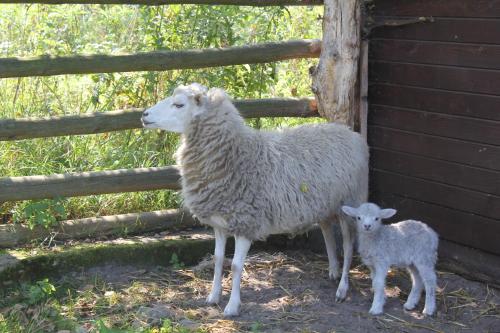 a sheep and a baby lamb standing next to a fence at Wioska pod Kogutem in Krępa