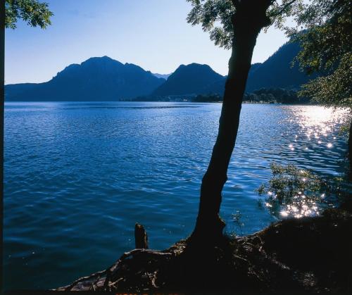 a tree next to a body of water with mountains at Landgasthof Spitzerwirt in Sankt Georgen im Attergau