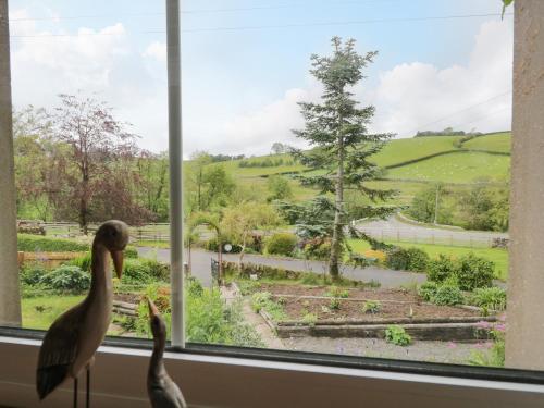 two birds standing in a window looking out at a garden at Swaledale Watch House Annexe in Wigton