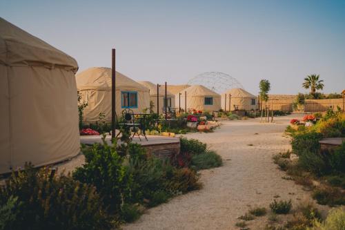 a group of tents in a field with plants at Alpaca Farm - חוות האלפקות in Mitzpe Ramon