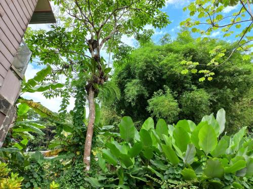 สวนหย่อมนอก Sunrise House