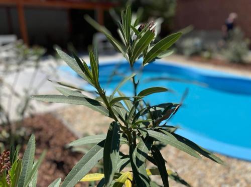 KunfehértóにあるKovács Apartman Kunfehértóのスイミングプール前の植物