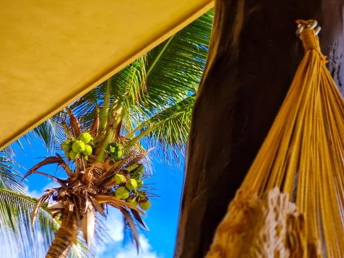 a bunch of green fruit hanging from a palm tree at STYLISH OCEANFRONT CONDO with POOL in Mahahual