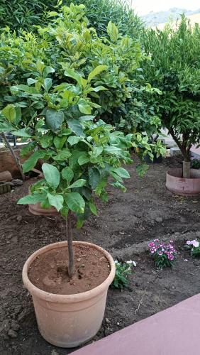 a plant in a large pot in a garden at Lumera in Santa Flavia