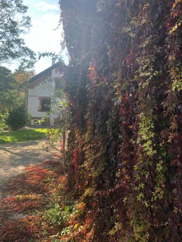 a wall covered in ivy with a house in the background at Siedlisko na Górce in Zalec