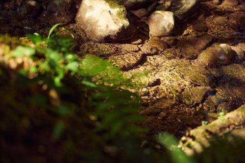 Fotografie z fotogalerie ubytování Can Manseu v destinaci Sant Privat de Bas