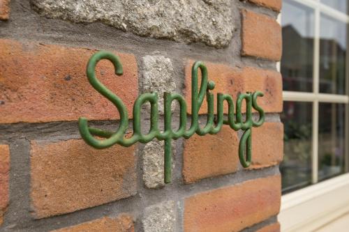 Saplings – Photos 4