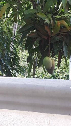 a bunch of green fruit hanging from a tree at Jal,Min Homestay in Kandy