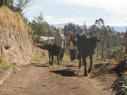 two people and two cows walking down a dirt road at Casa Hotel Loma Wasi en Cotacachi in Cotacachi