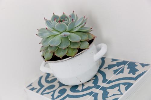 a plant in a white pot sitting on a table at Hillywych Studio in Redruth