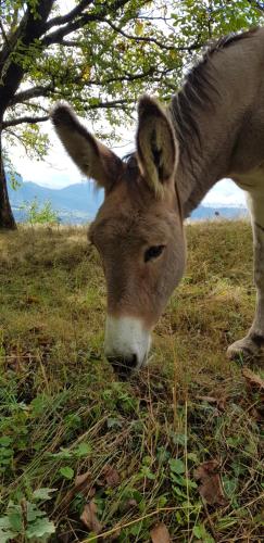 a donkey is eating grass in a field at Gîte clair, spacieux et cosy avec vue sur le massif de la Chartreuse in Sainte-Hélène-du-Lac