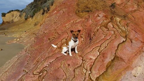 a dog sitting on the side of a mountain at Myrtle Cottage in Aireys Inlet