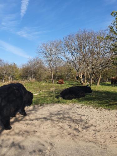 Tiere im Bed & Breakfast oder in der Nähe