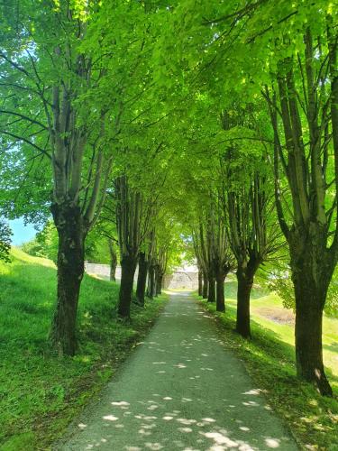 a path through a row of trees in a park at Holiday Home Modruš in Modruš