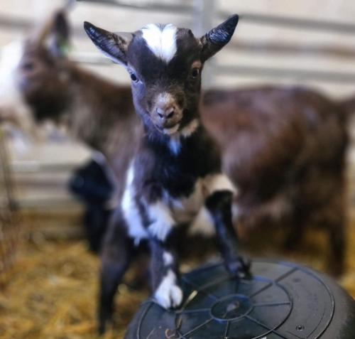 a baby goat standing on top of a telephone at King Richard's Luxury Lodge - Sleeps up to 8, Dog Friendly, Near Sherwood Forest at Fairview Farm in Nottingham set in 88 acres and great for Groups, Family Gatherings & Corporate events in Nottingham