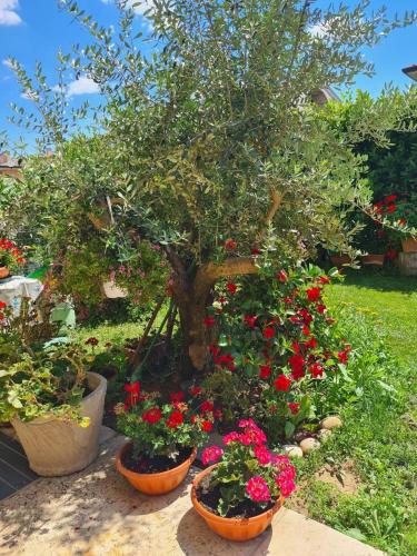 a tree with red flowers in pots in a garden at Casa Andrè in Pescantina
