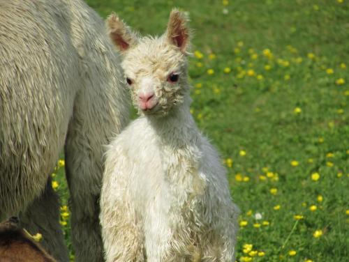 a baby lamb standing next to an adult sheep at Les Chemins d'Ambre et Thaïs in La Regrippière